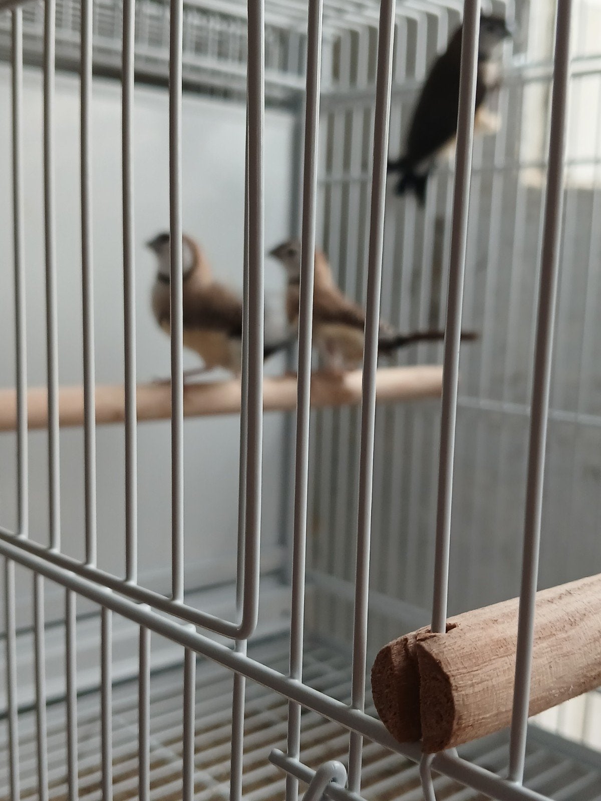 Uil finch, Dieren en Toebehoren, Vogels | Overige Vogels