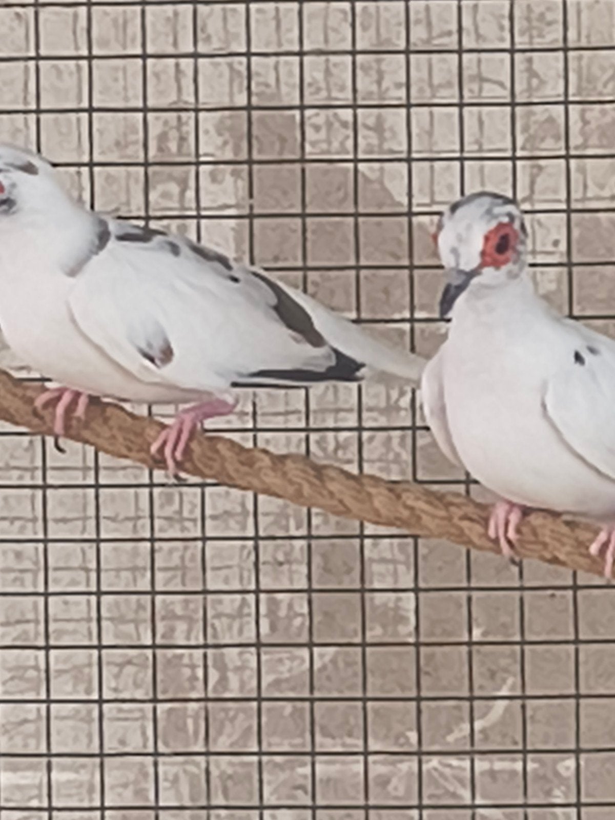 colombe diamant plusieurs mutation, Animaux & Accessoires