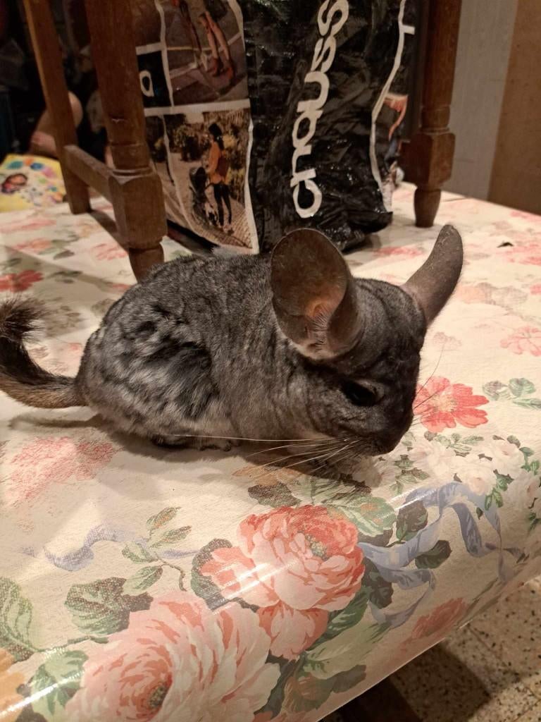 chinchilla, Animaux & Accessoires, Août, Chinchilla, Domestique, Femelle