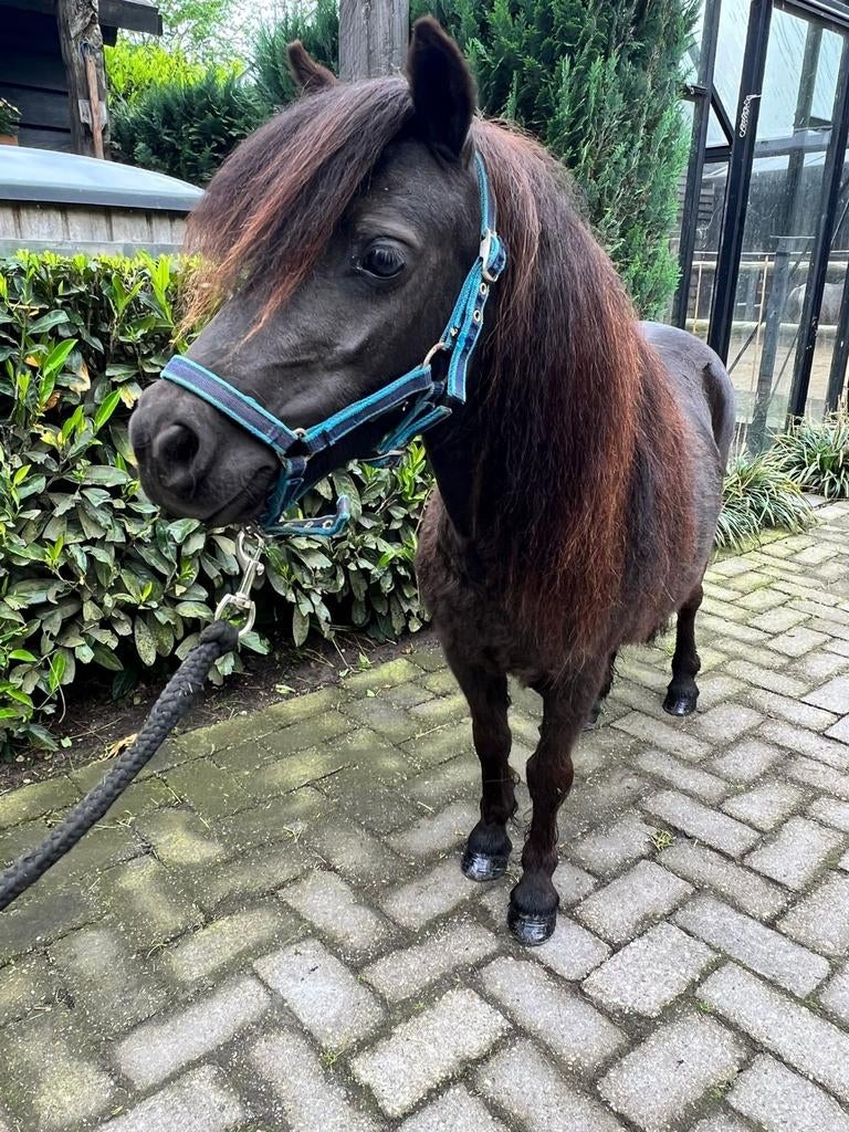 Kleine merrie, Dieren en Toebehoren, Merrie