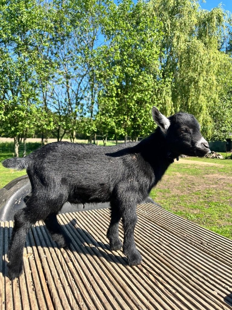 dwerggeiten, Dieren en Toebehoren, Mannelijk, Geit, 0 tot 2 jaar