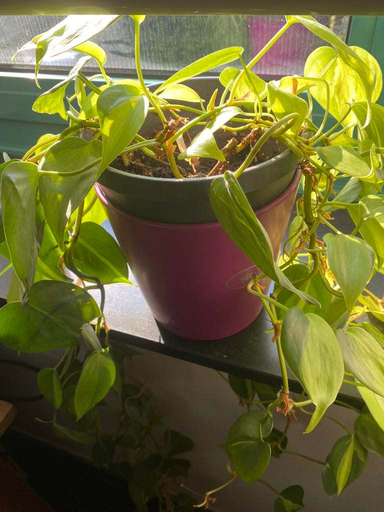 Belle plante suspendue avec pot, Enlèvement