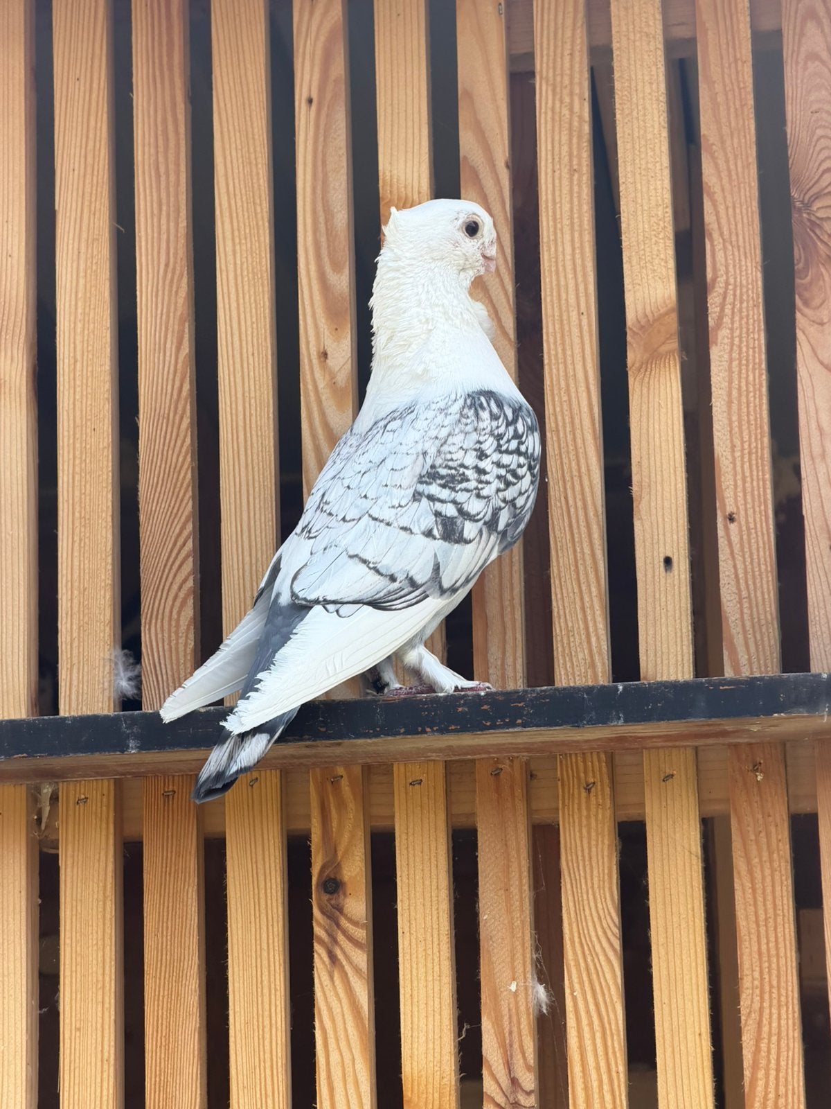 Pigeon Cravaté oriental, Animaux & Accessoires, Mâle