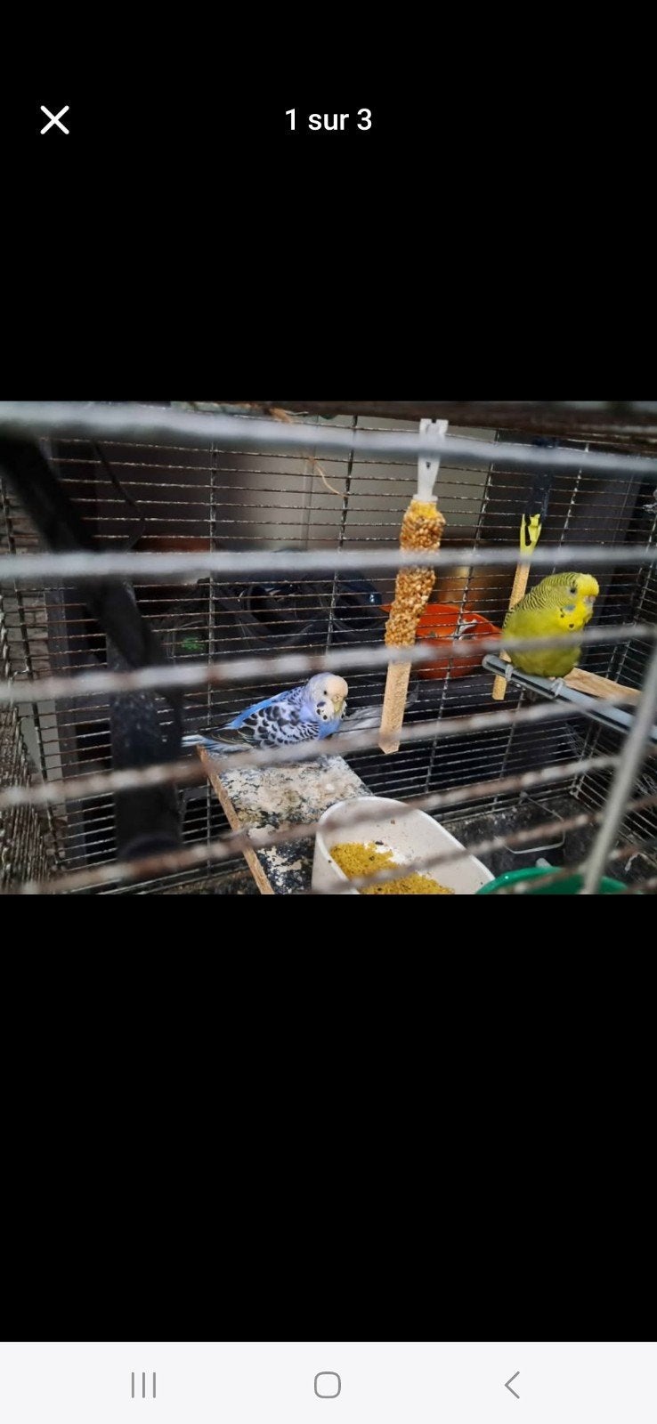 twee parkieten enn twee,zebravinken  te koop 30 euro, Animaux & Accessoires