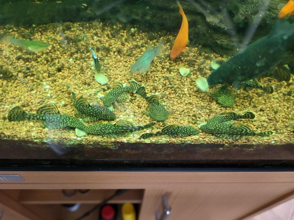 Jonge Ancistrus, Dieren en Toebehoren, Zoetwatervis
