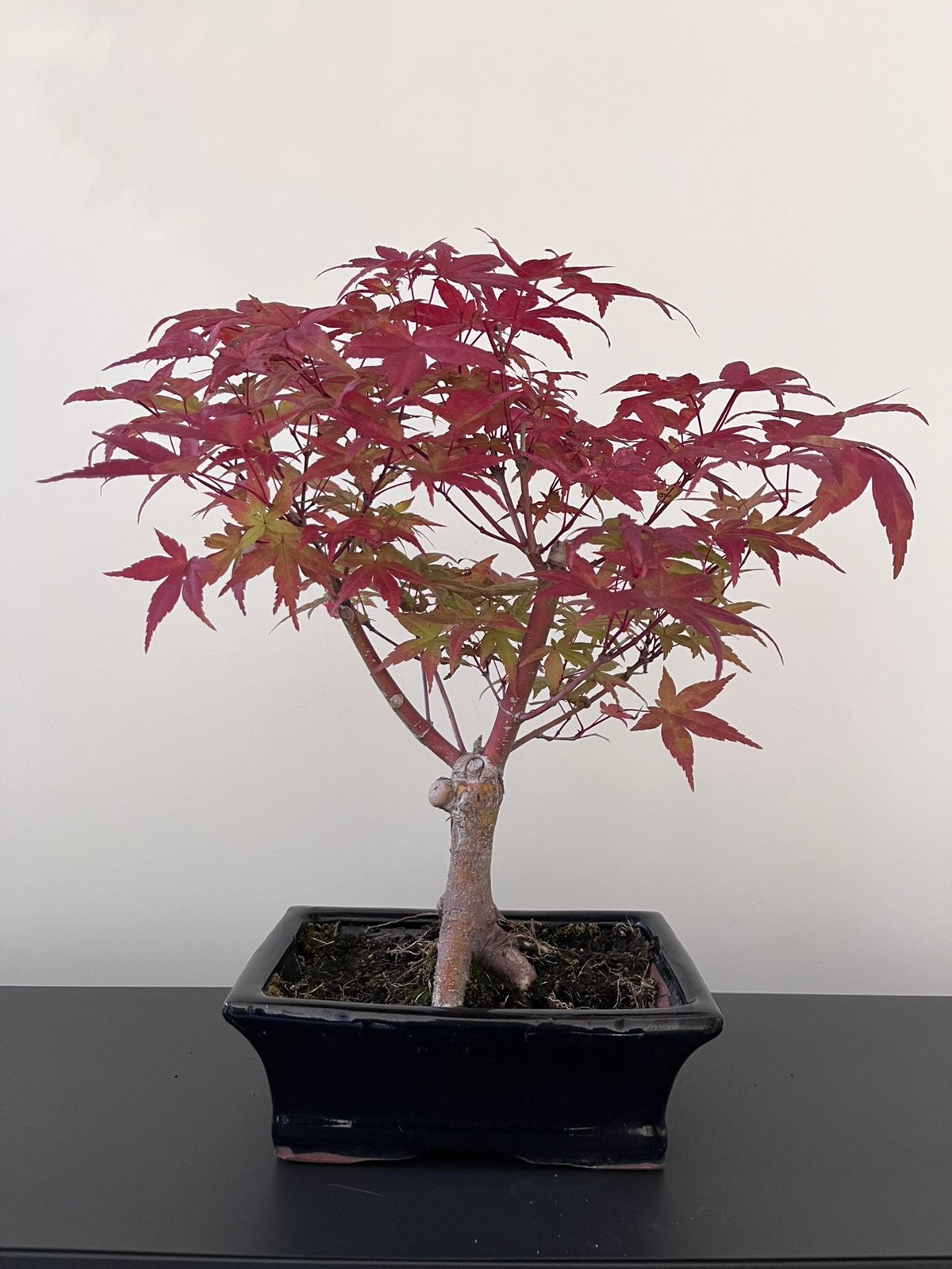 Acer Bonsai, Tuin en Terras, Planten | Bomen, Ophalen