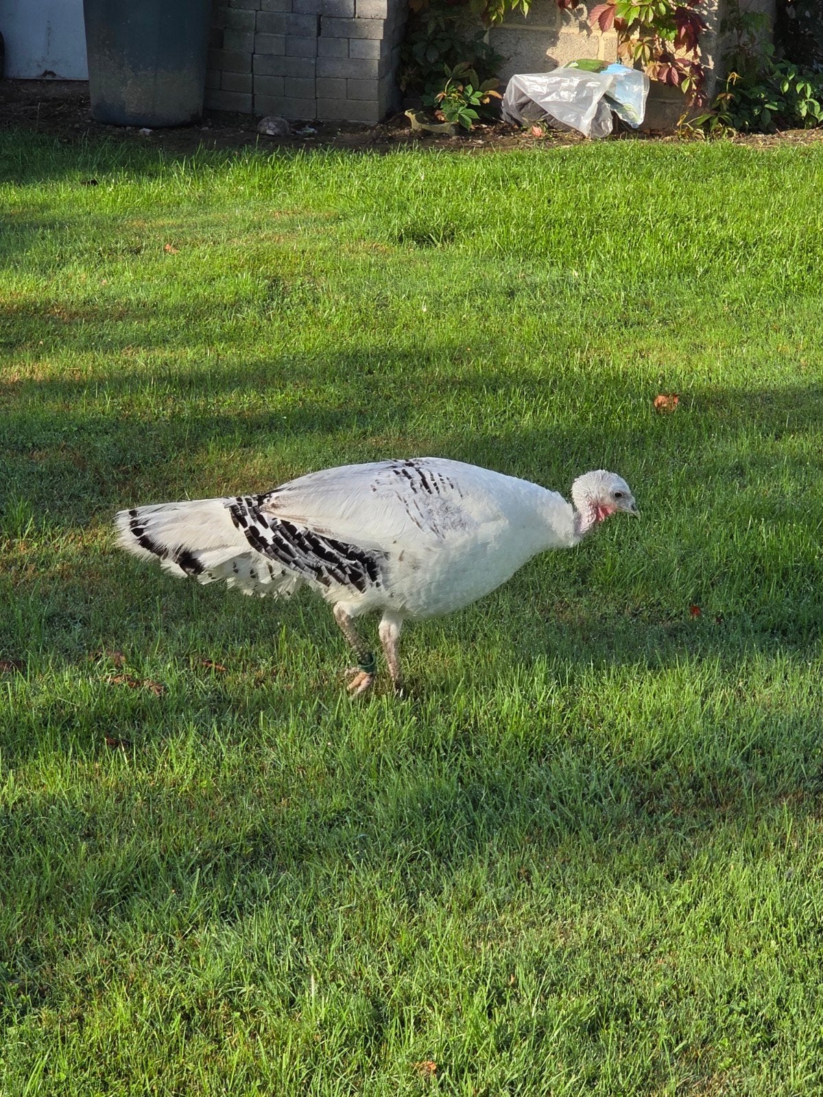 kalkoen hen.  1 jaar oud ., Dieren en Toebehoren, Pluimvee, Kalkoen
