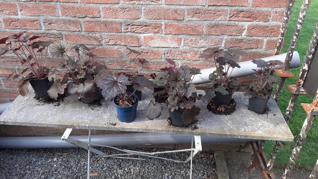 Heuchera purper  8 stuks, Tuin en Terras, Ophalen, Bodembedekkers
