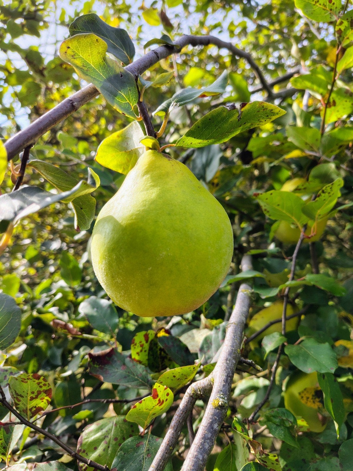 Kweeperen (biologisch), Ophalen