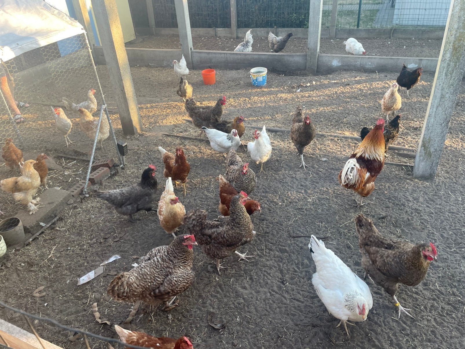 Kippen te koop. Prijs: €10 per stuk., Dieren en Toebehoren, Pluimvee