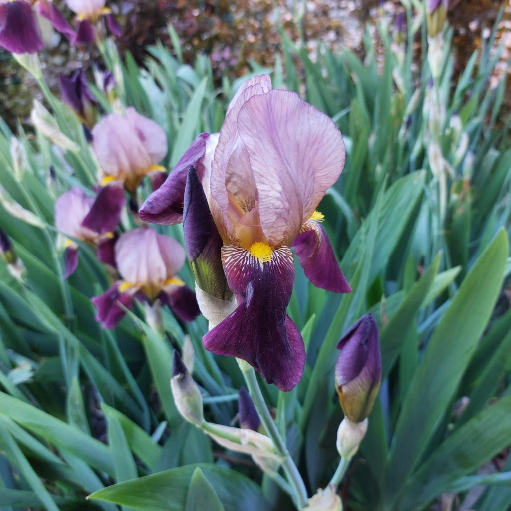 Iris Germanica, Tuin en Terras, Ophalen
