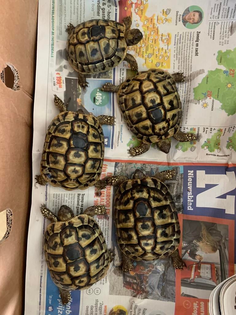Griekse landschildpad, Dieren en Toebehoren, 3 tot 6 jaar