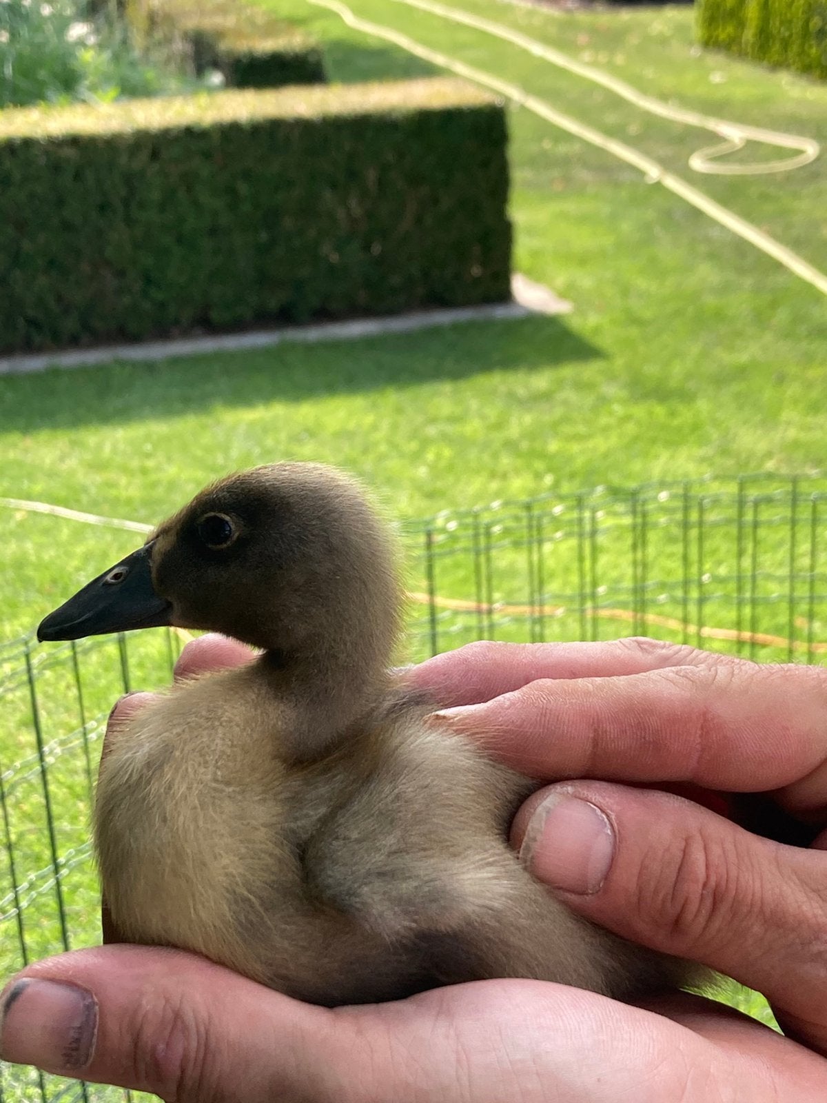 Kuikens indische loopeenden, Dieren en Toebehoren, Pluimvee