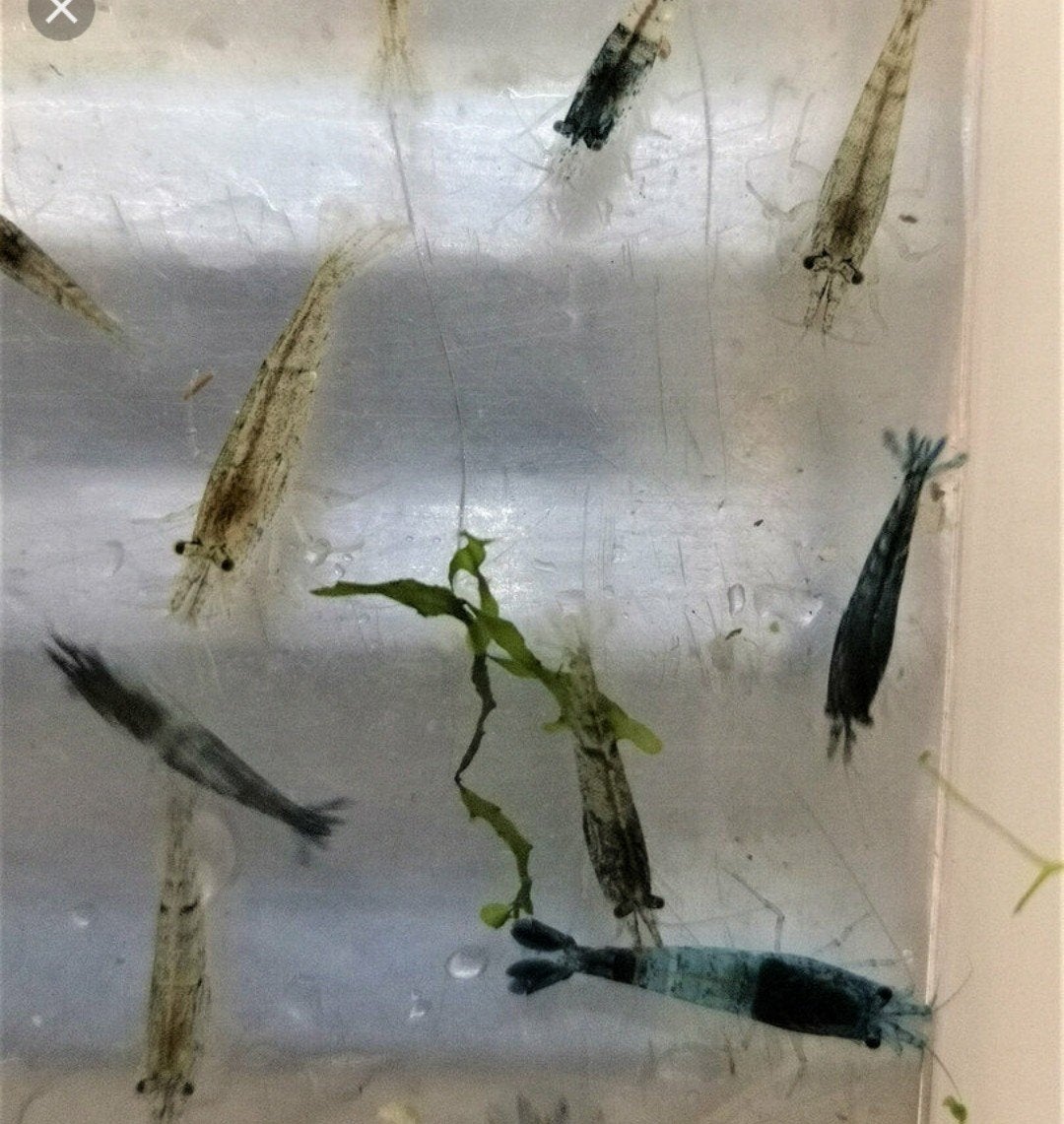 Neocaridinas crevettes, Animaux & Accessoires, Poissons | Aquariums & Accessoires