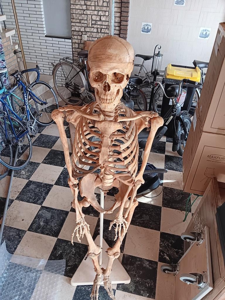 Anatomie skelet., Ophalen