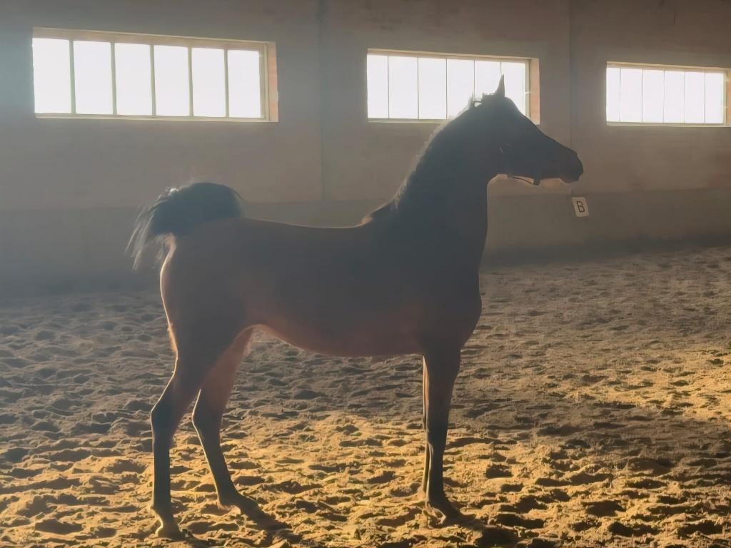 Knappe, zeer lieve Arabisch Volbloedmerrie, Animaux & Accessoires, Chevaux, Jument, Ne s'applique pas, Moins de 160 cm, 3 à 6 ans