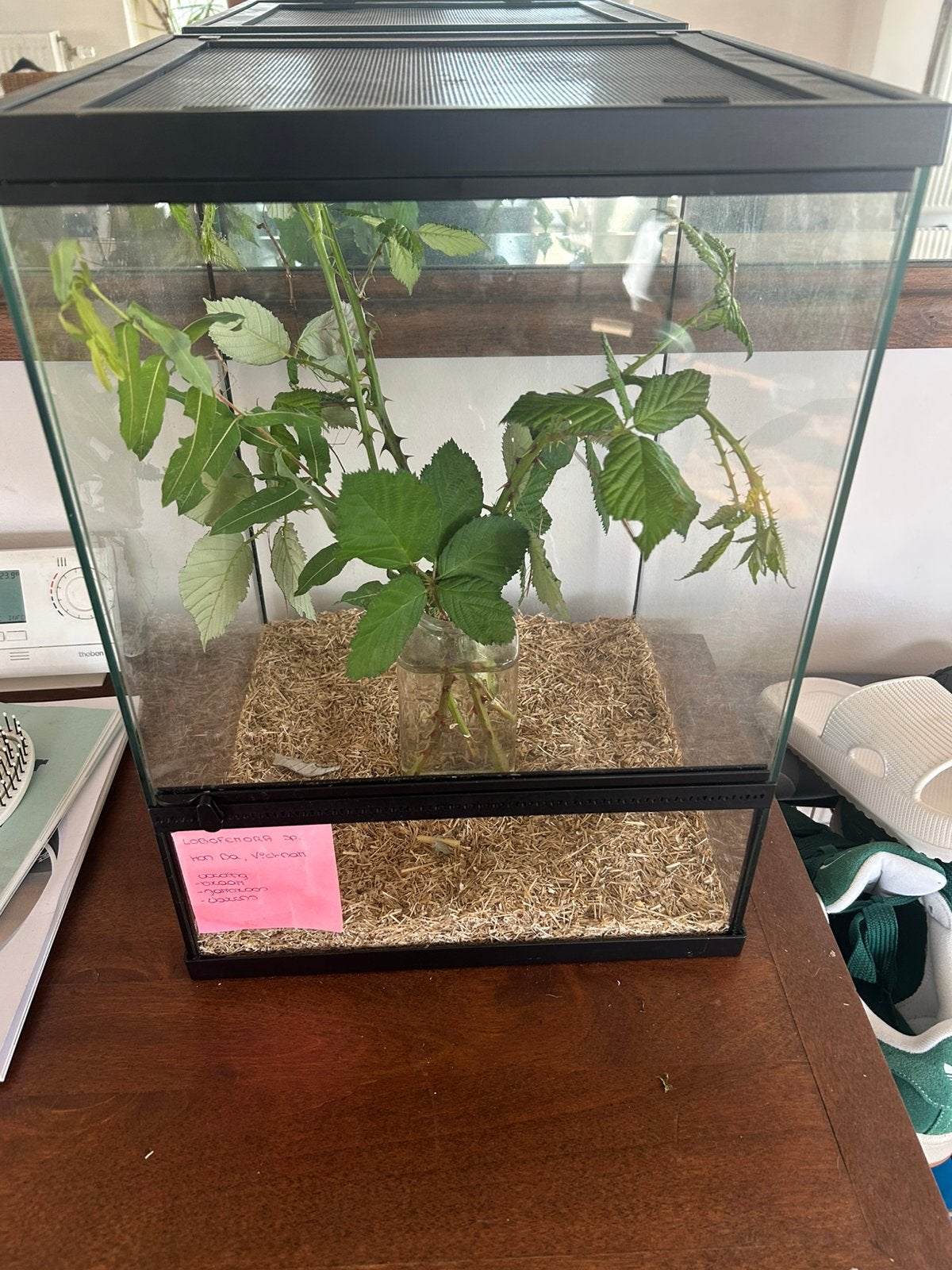Wandelende takken met terrarium, Dieren en Toebehoren, Wandelende tak