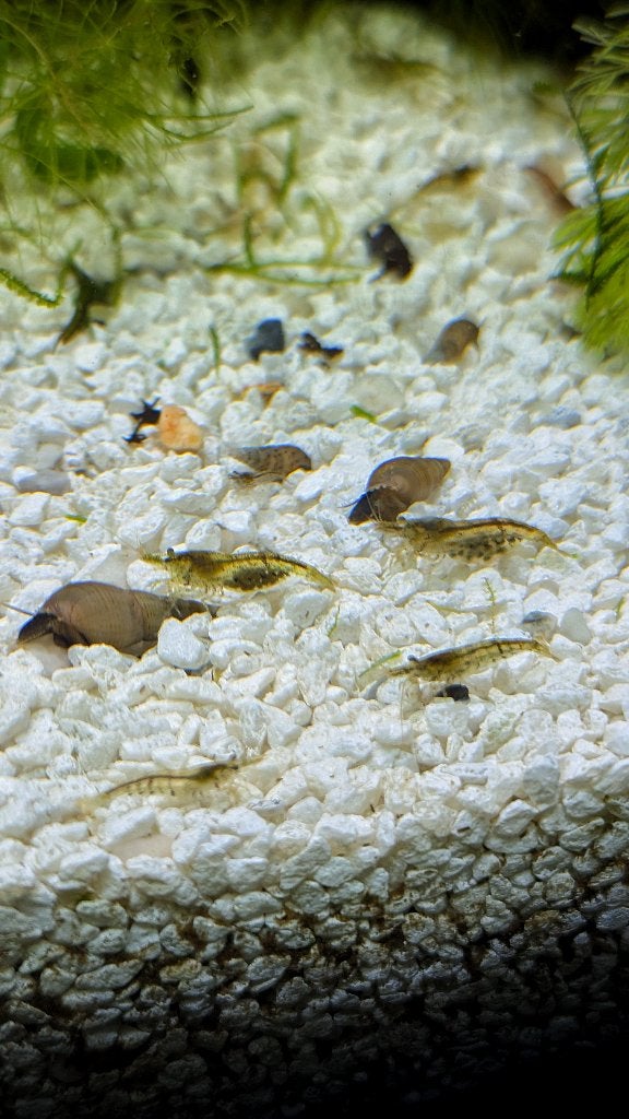 Garnalen - neocaridina - mix kleuren - aquarium, Dieren en Toebehoren, Ophalen, Nieuw, Overige typen