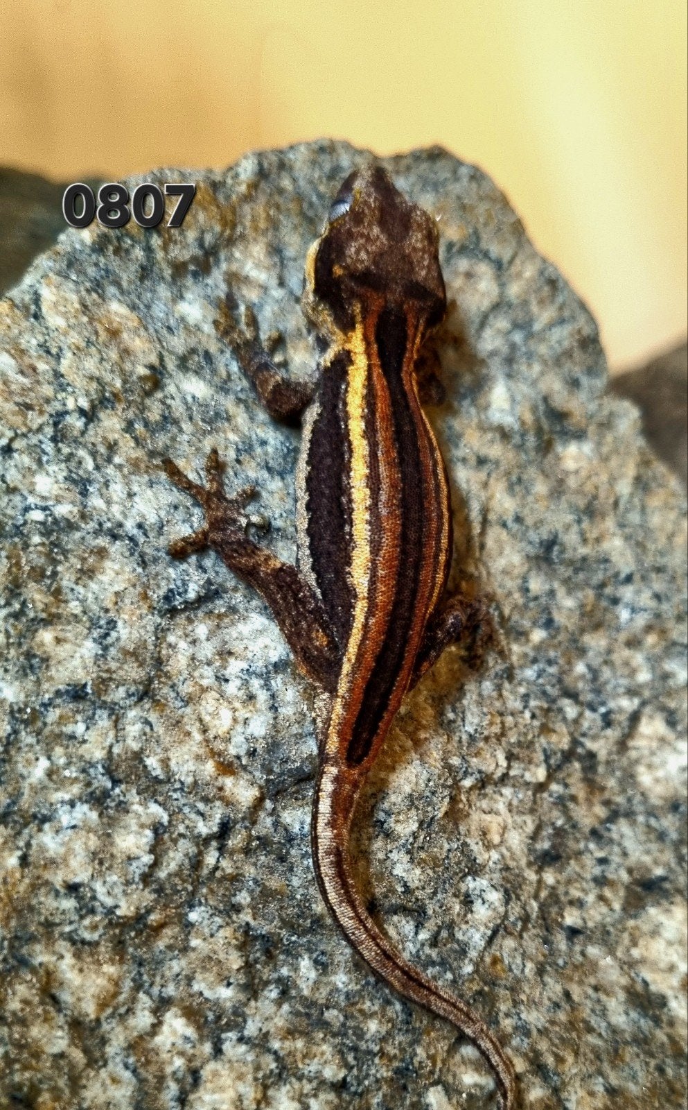 Rhacodactylus Auriculatus Gargoyle, Dieren en Toebehoren, Hagedis, Tam, 0 tot 2 jaar