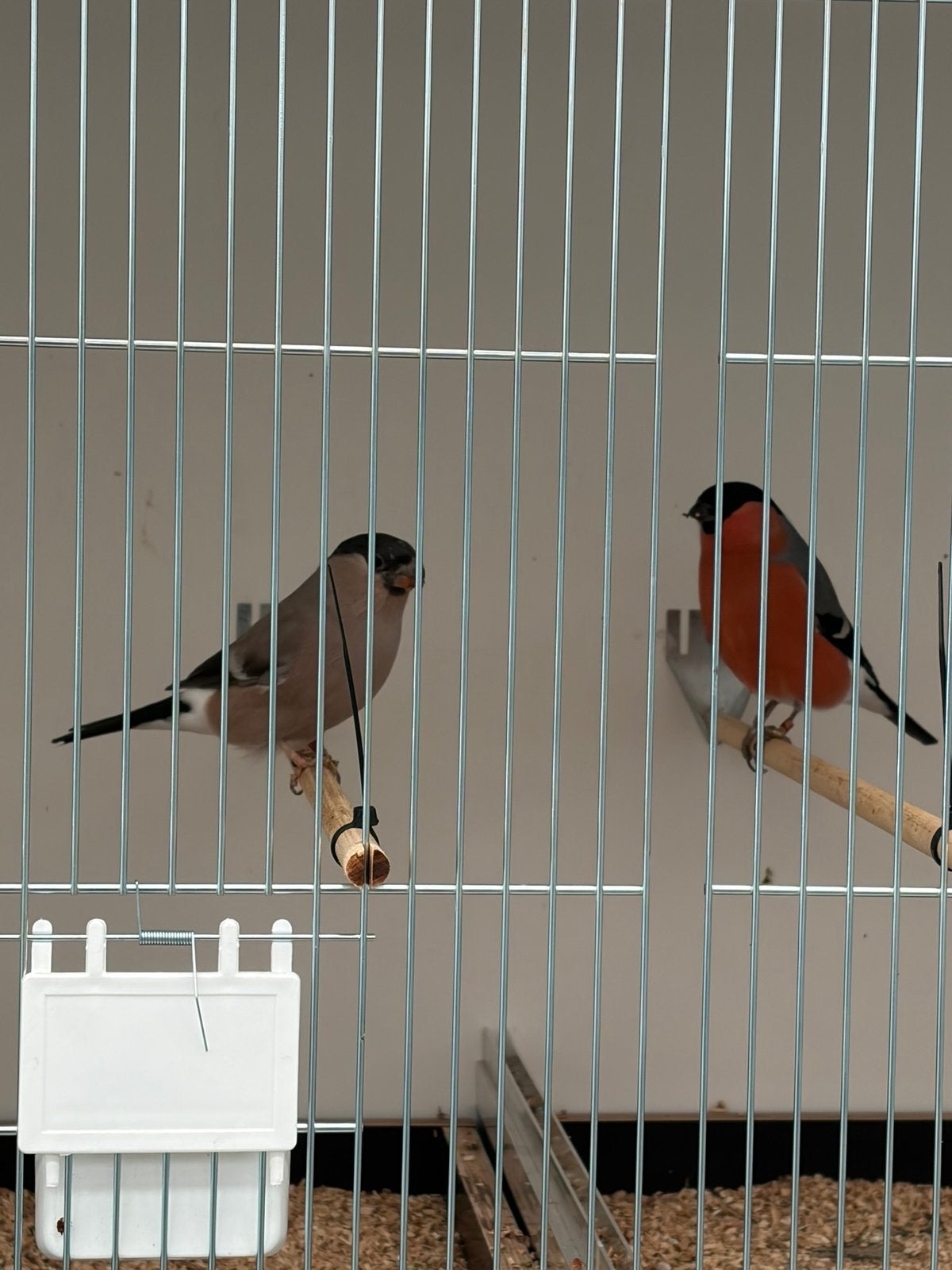Goudvinken., Plusieurs animaux, Oiseau chanteur sauvage, Domestique