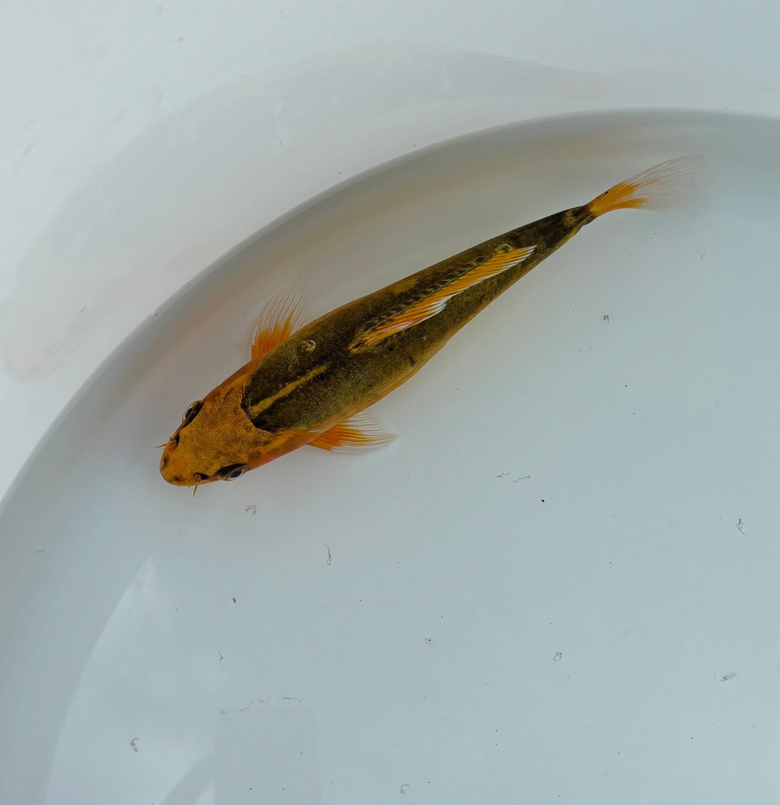 Doitsu Ki Matsuba koi 20 cm, Carpe ou Koï