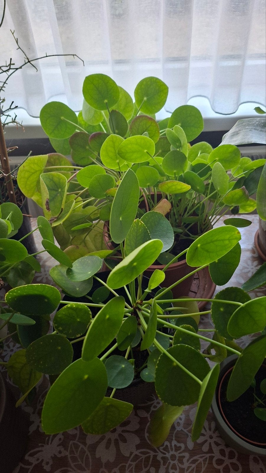 pannenkoekenplant, Maison & Meubles, Plantes d'intérieur, Plante verte, Enlèvement, Autres espèces, Moins de 100 cm