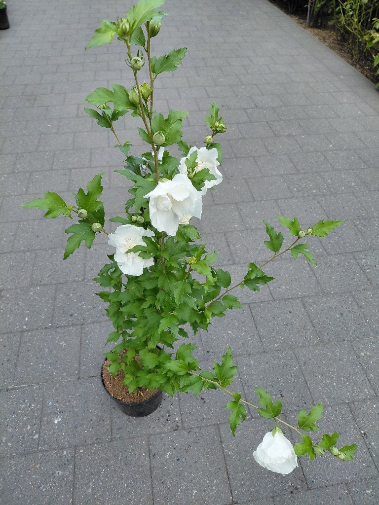 Hibiscus White Chiffon, Jardin & Terrasse, Enlèvement, Plein soleil
