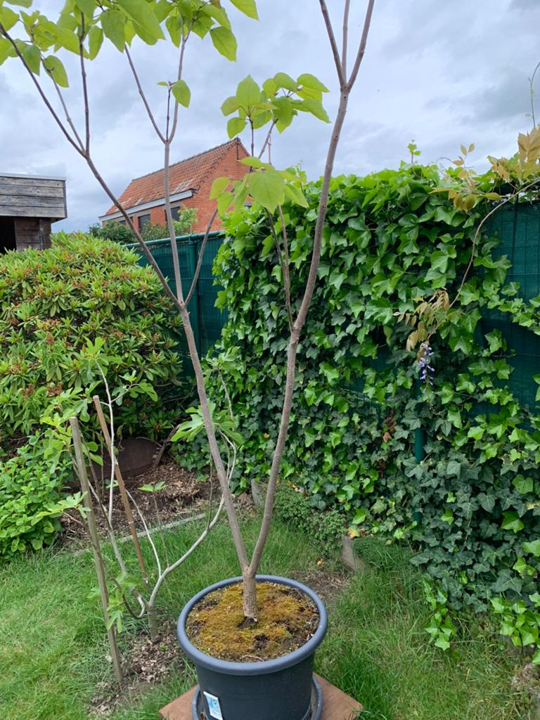 De gewone catalpa, Tuin en Terras, Planten | Bomen, Ophalen, 100 tot 250 cm