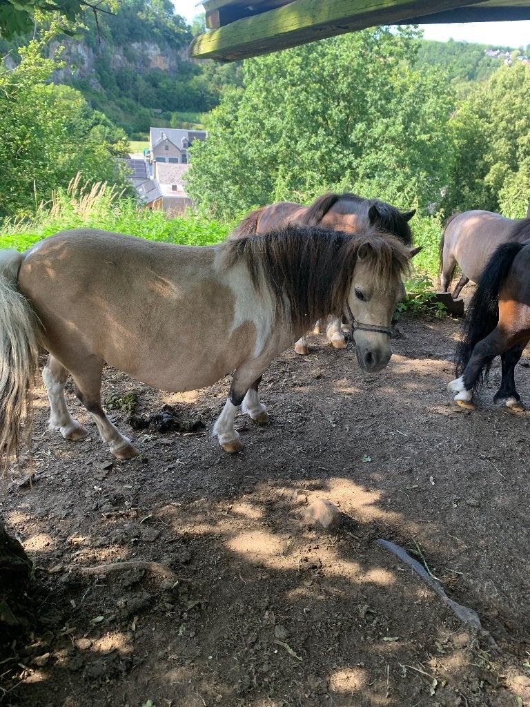 Shetland, Animaux & Accessoires, Poneys, Étalon