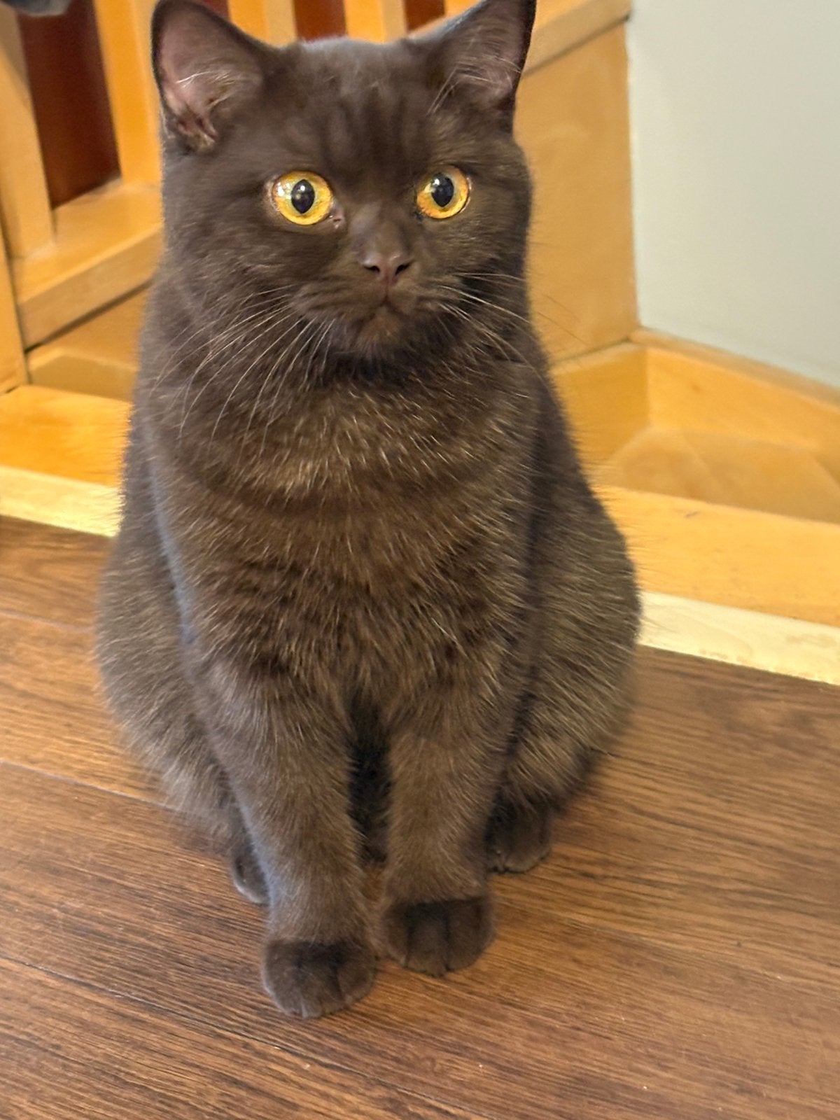 Brits korthaar met stamboom, Chatte ou Chat, Avec pedigree, 0 à 2 ans