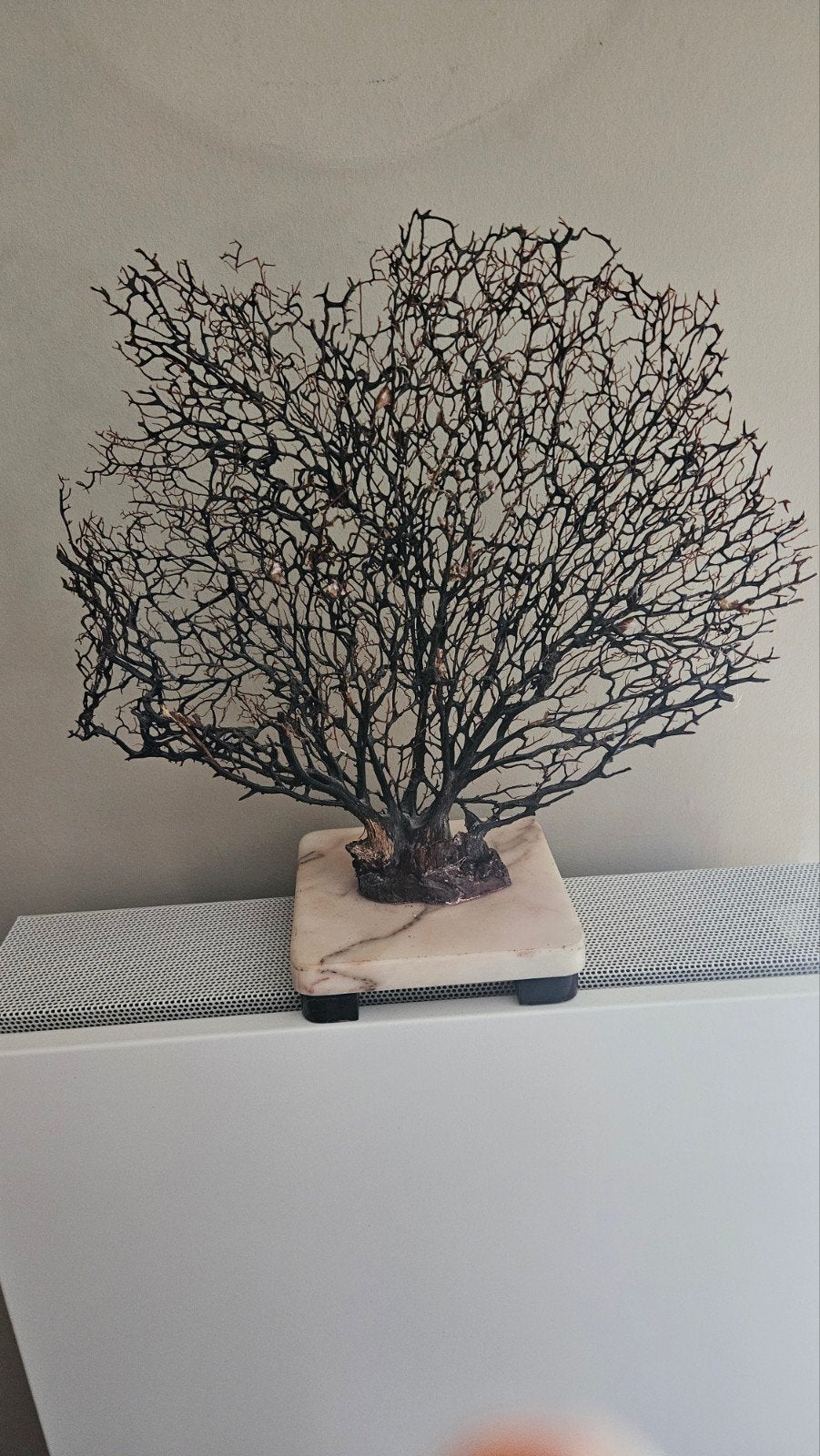 Black Sea Fan , Gorgonia koraal, Ophalen