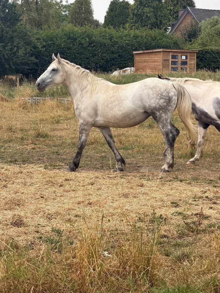 Jument percheron, Avec puce électronique, Cheval d'attelage, L, 160 à 165 cm