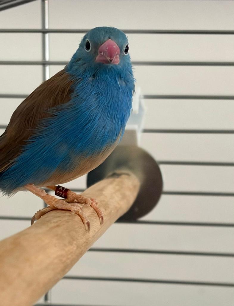 Blauwkop Blauwfazantje, Dieren en Toebehoren, Mannelijk, Tropenvogel, Geringd