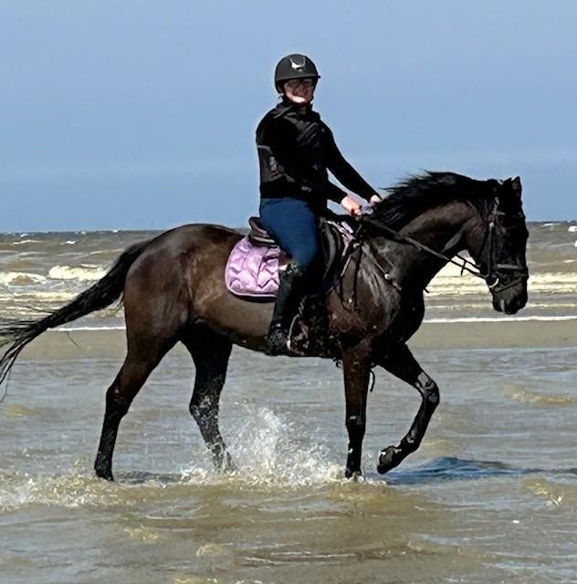 Ideale leer/wandelpony, Gechipt, Ruin, 11 jaar of ouder, Recreatiepony
