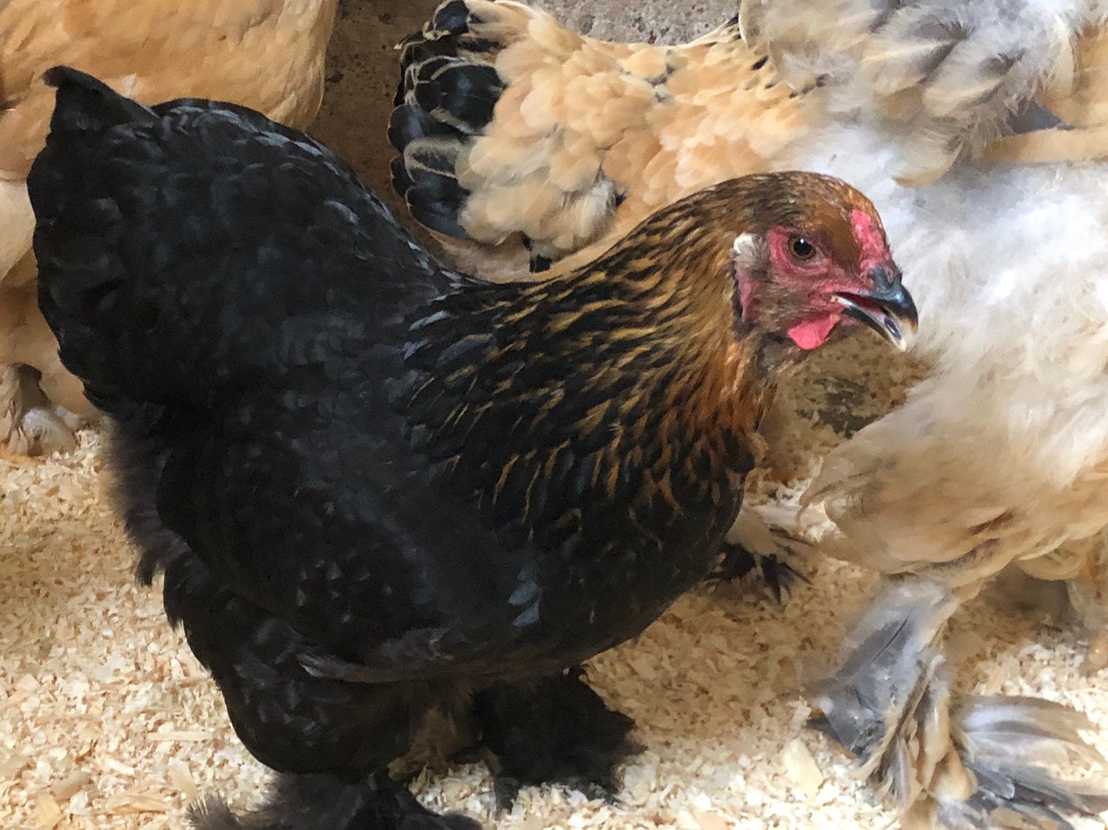 Brahma krielen Isabelpatrijs, goudberken, Buff zwartcolumbia, Dieren en Toebehoren