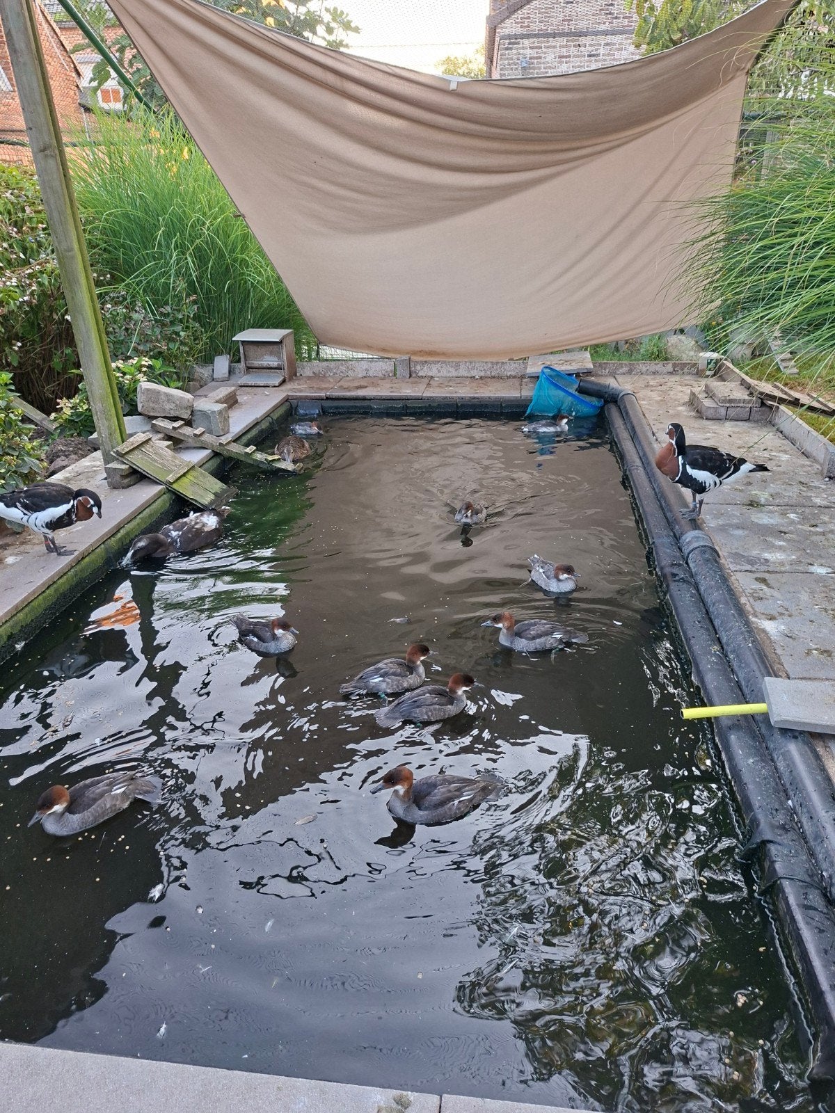 Siereenden, Nonnetjes, Canard