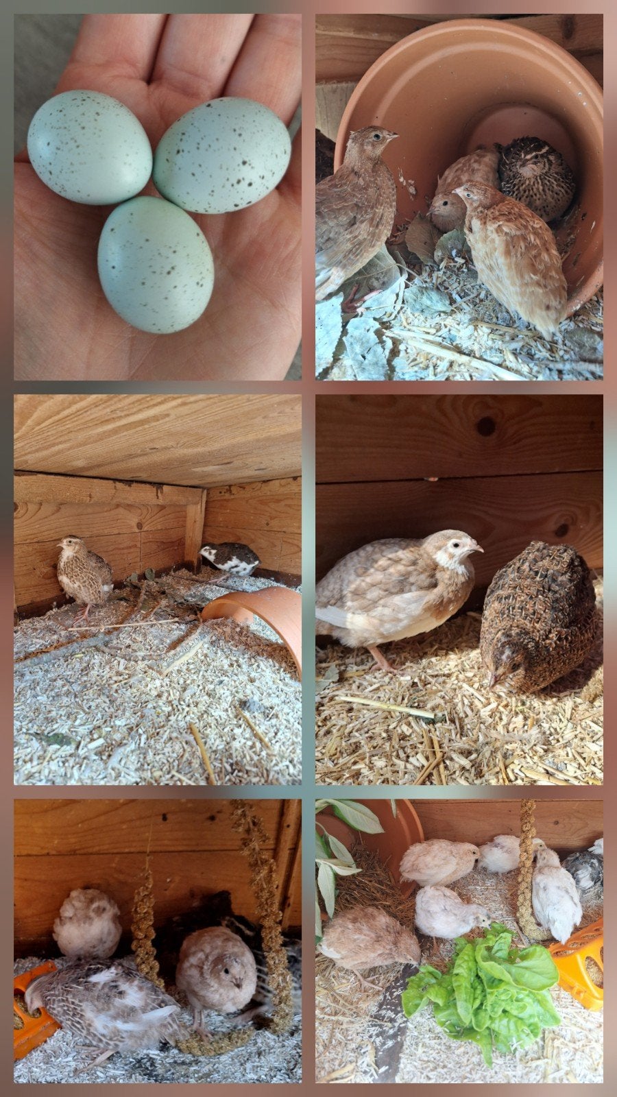 Œufs à éclore de caille céladon japonaise (du nord de Terre-, Plusieurs animaux, Domestique