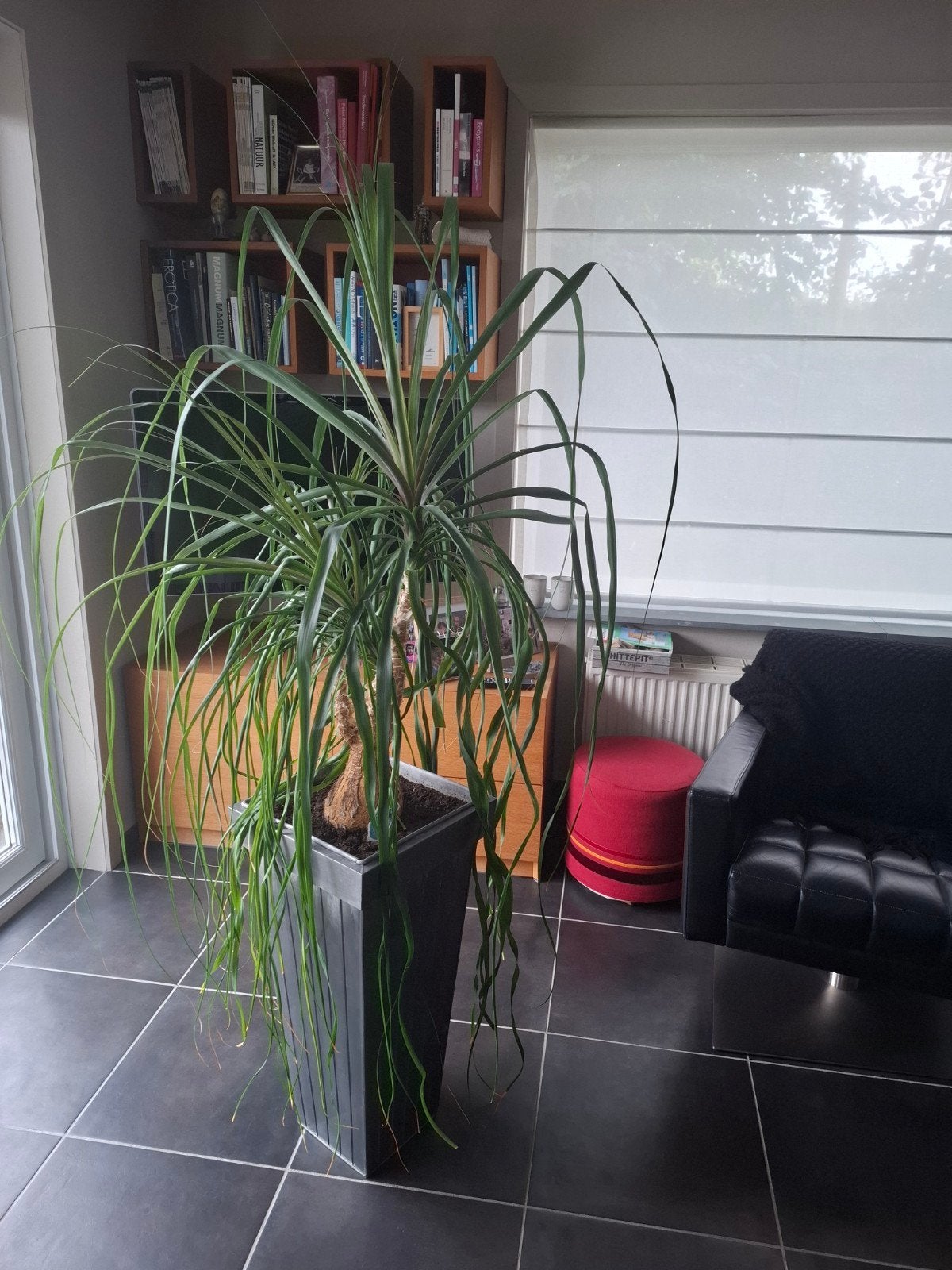 plant : olifantspootpalm met pot, Enlèvement