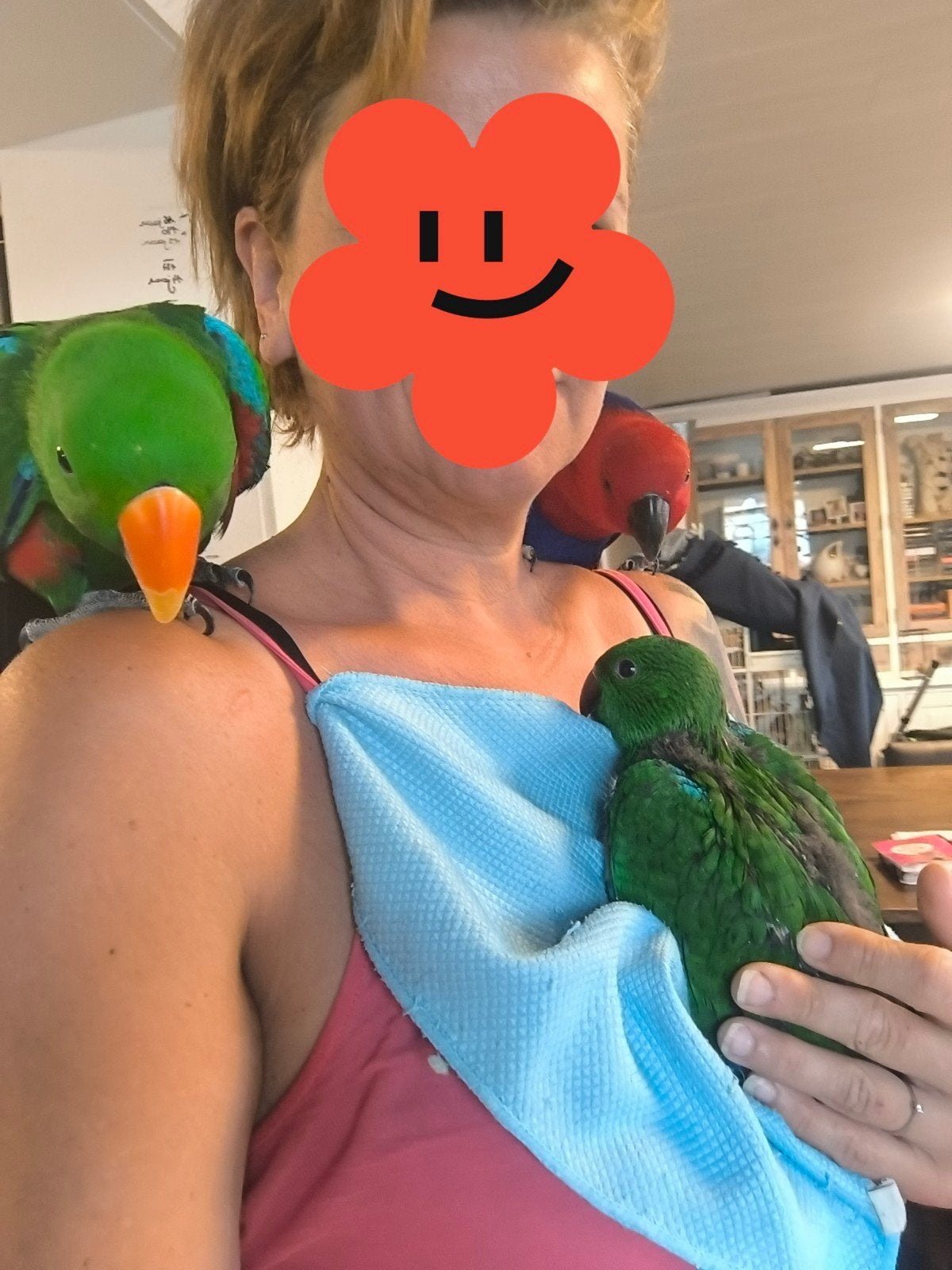 Handtamme jonge edelpapegaai