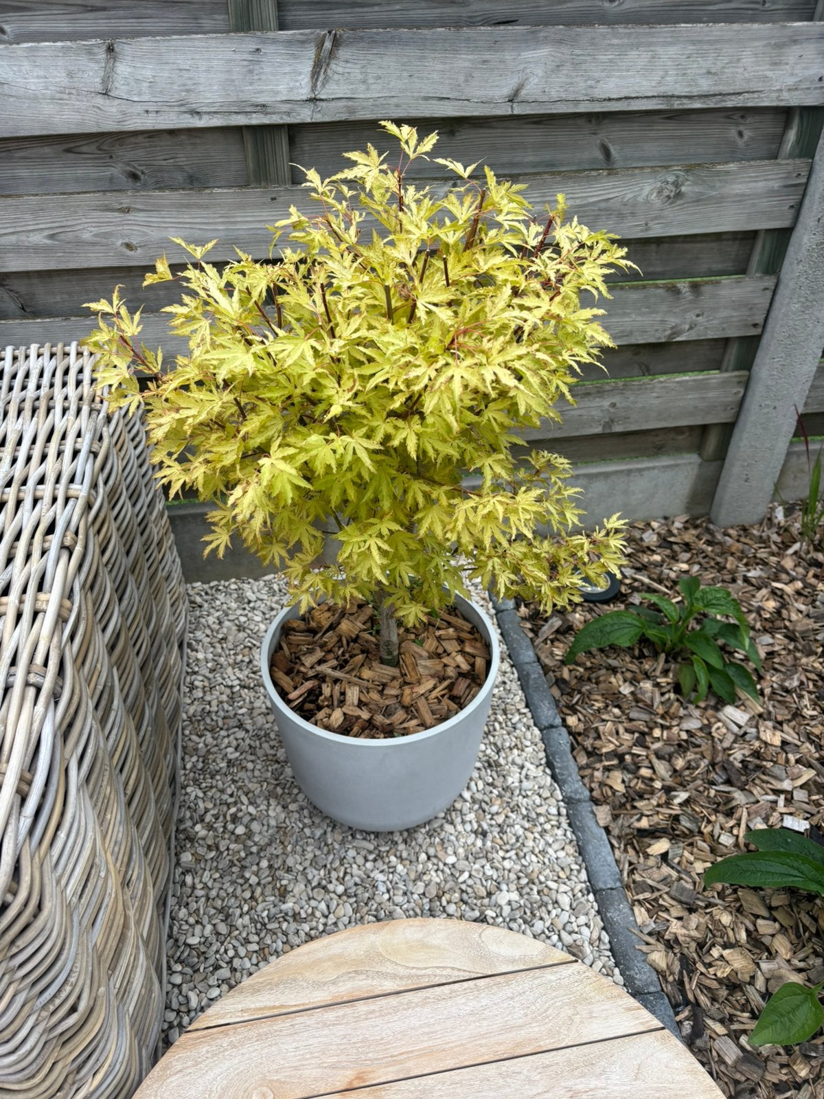 Japanse esdoorn met pot, Tuin en Terras, Planten | Bomen, Ophalen