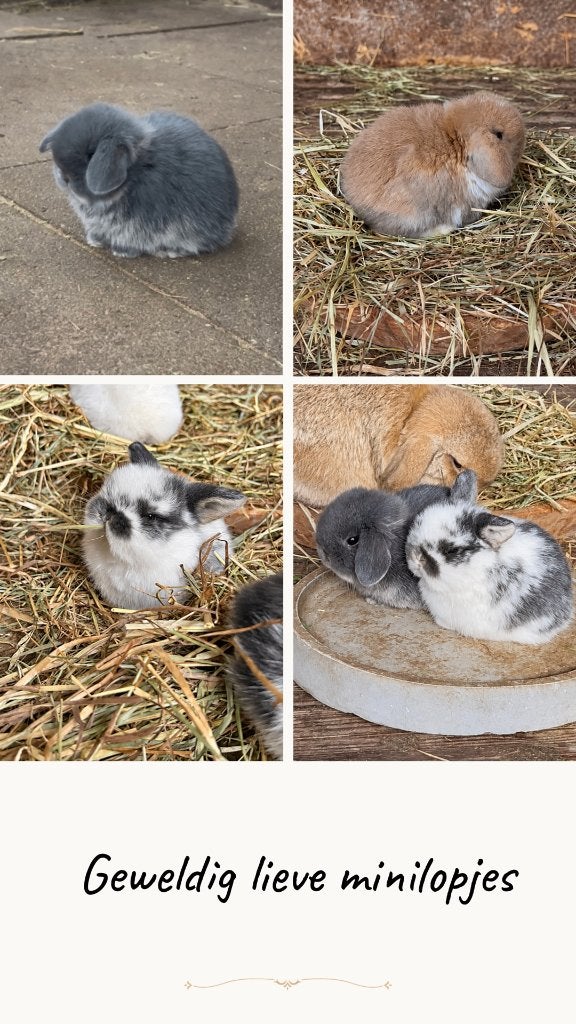 Lieve en knappe minilop konijntjes, Dieren en Toebehoren, Meerdere dieren, Klein, Hangoor, 0 tot 2 jaar