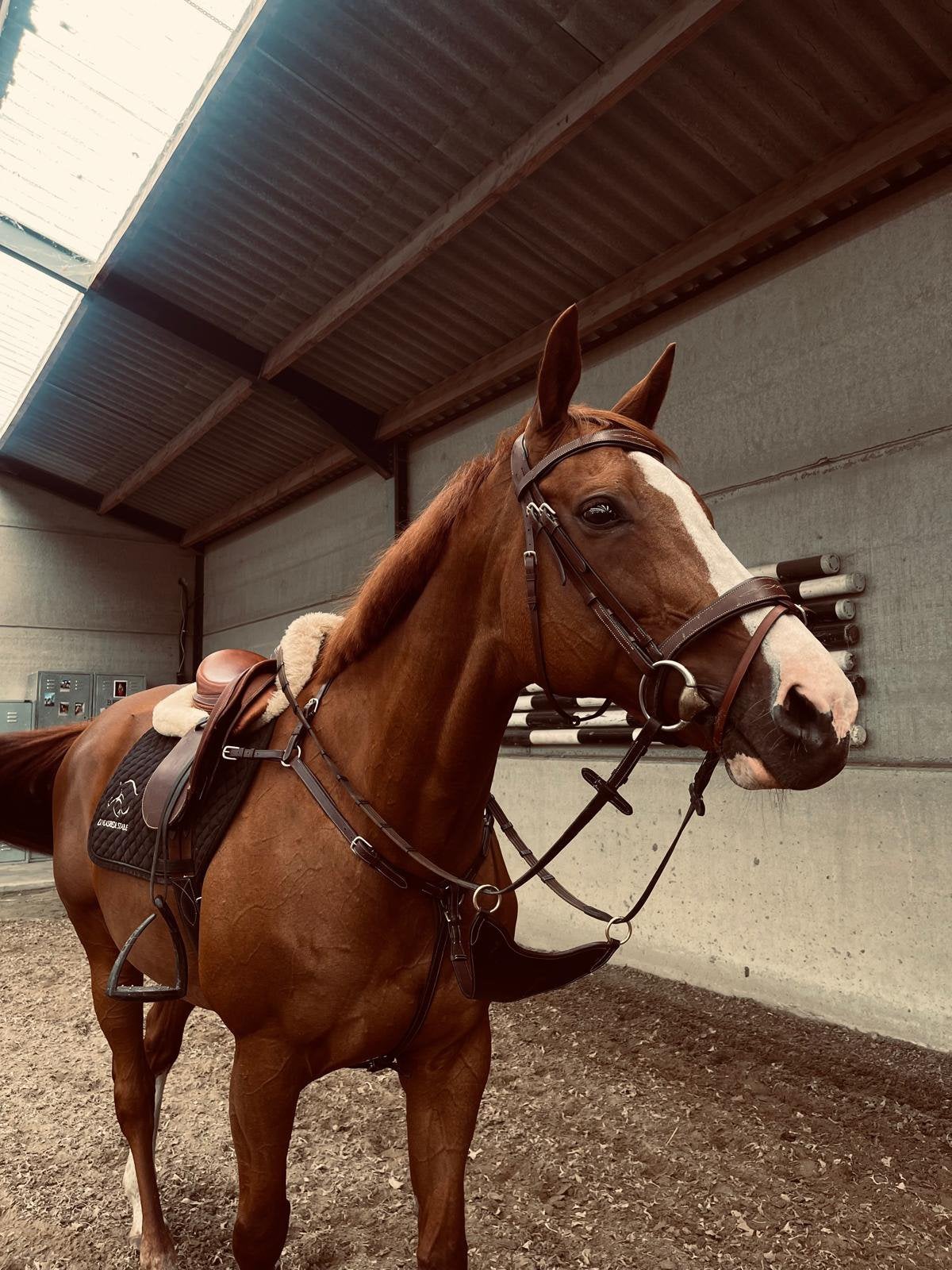 Merrie, Dieren en Toebehoren, Paarden, Merrie, Met stamboom, Zadelmak, 11 jaar of ouder