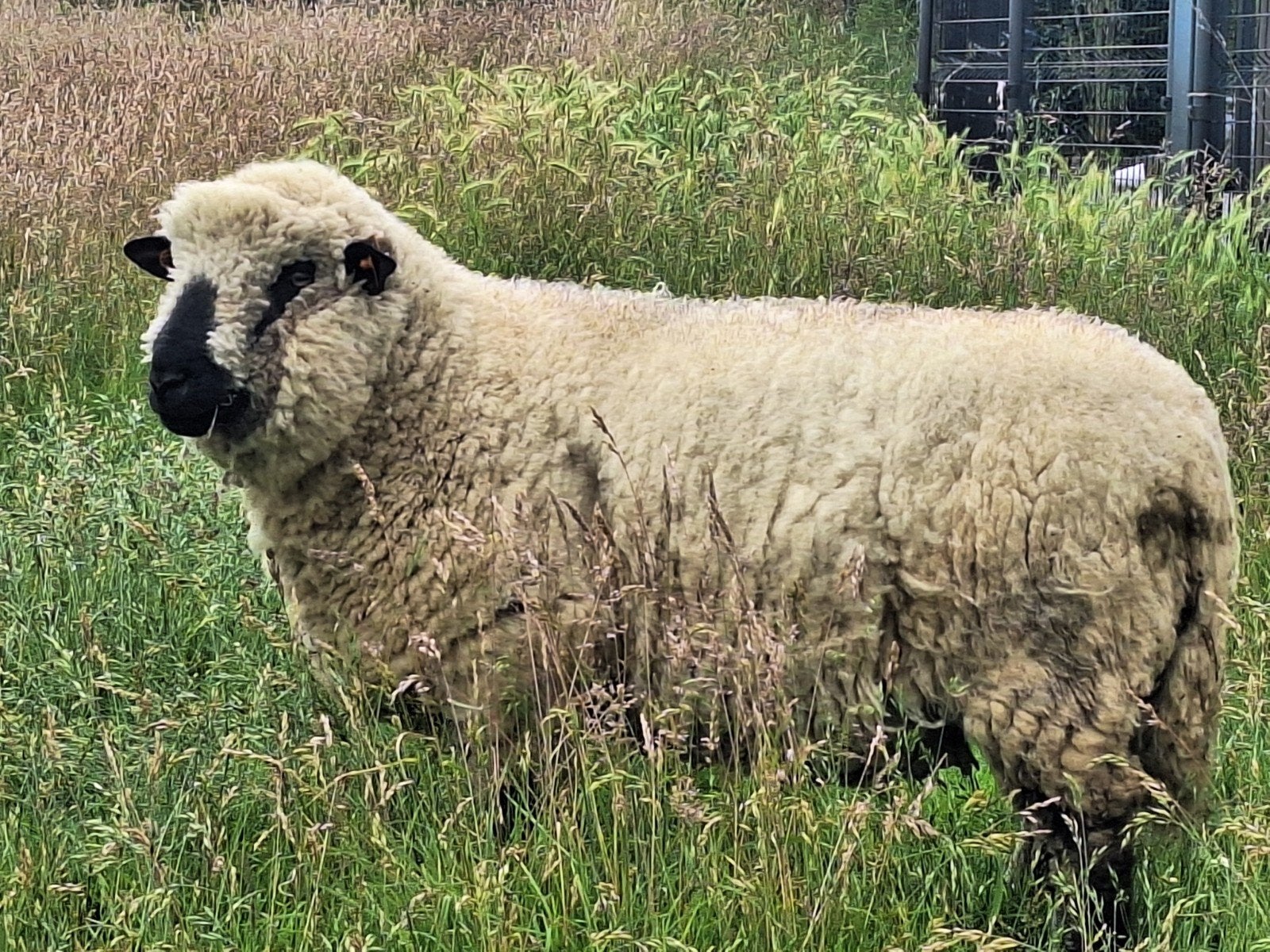 Dek ram Hampshire down, Dieren en Toebehoren