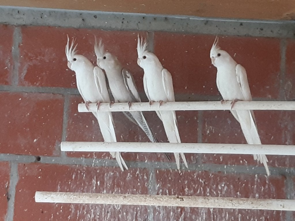 Jonge valkparkieten, Meerdere dieren, Parkiet, Geringd