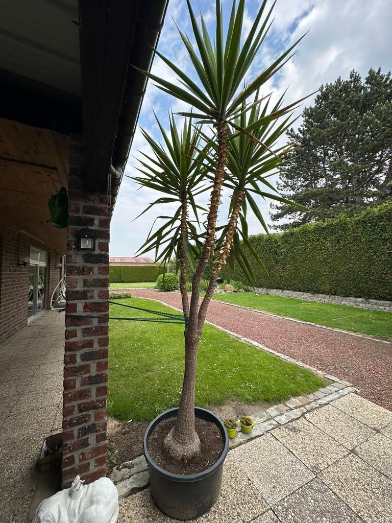Yucca elephantipes te koop, Tuin en Terras, Ophalen