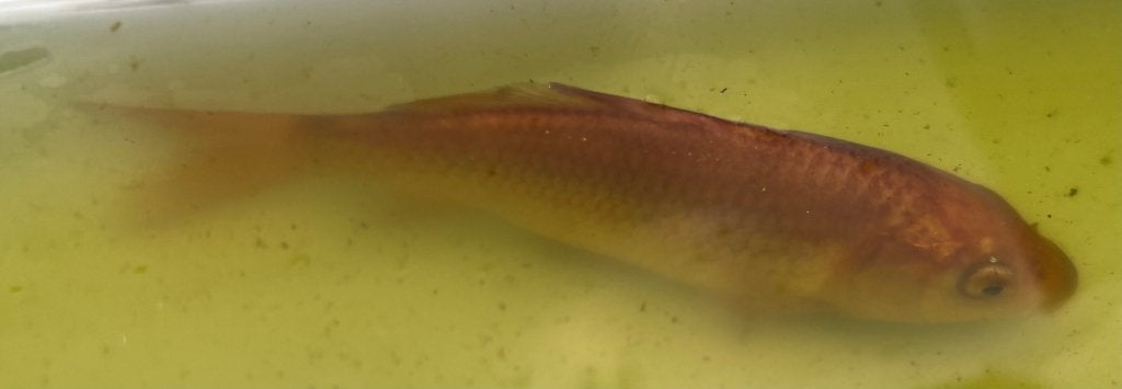 Koi - chagoi - 12cm, Dieren en Toebehoren, Vissen | Vijvervissen, Karper of Koi