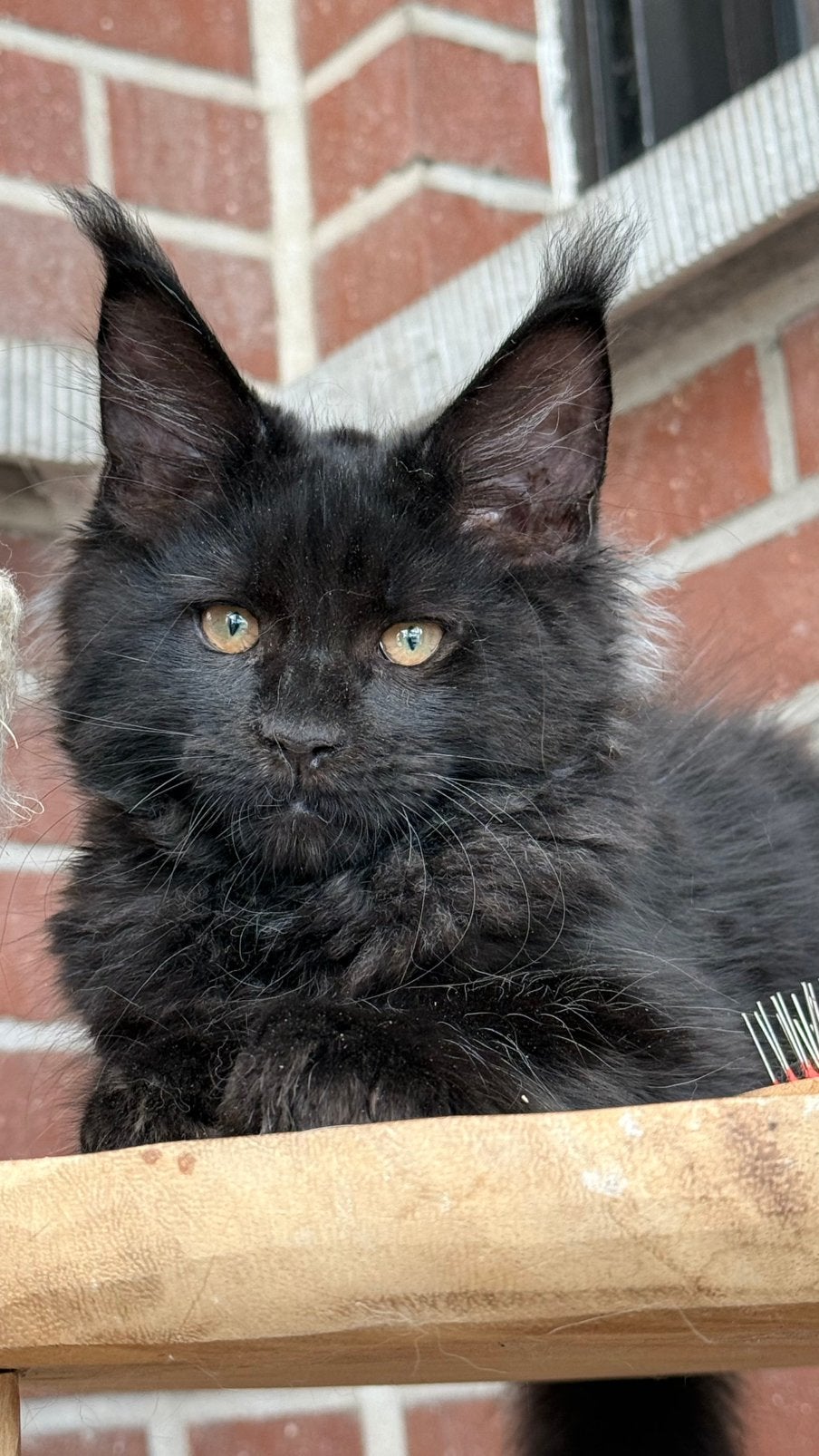 Prachtige Maine Coon kittens met stamboom ❗️❗️❗️, Dieren en Toebehoren, Katten en Kittens | Raskatten | Langhaar, Kater, Met stamboom