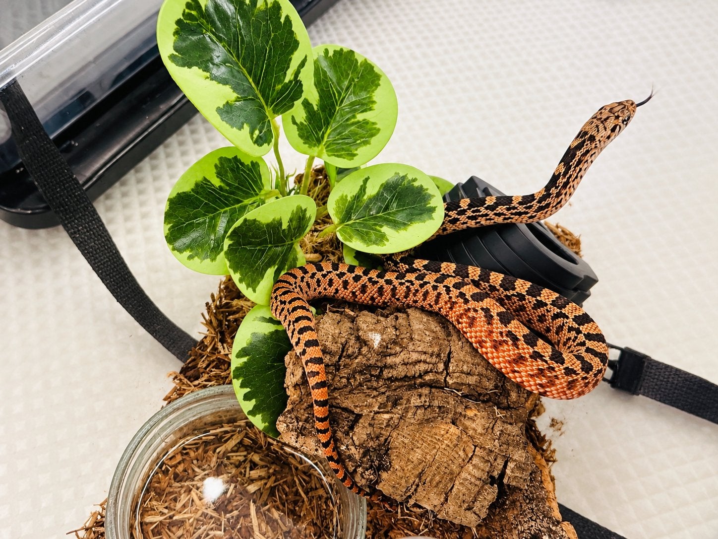 Prachtige Bullsnake – Pituophis catenifer sayi – Stierslang, Dieren en Toebehoren, Slang