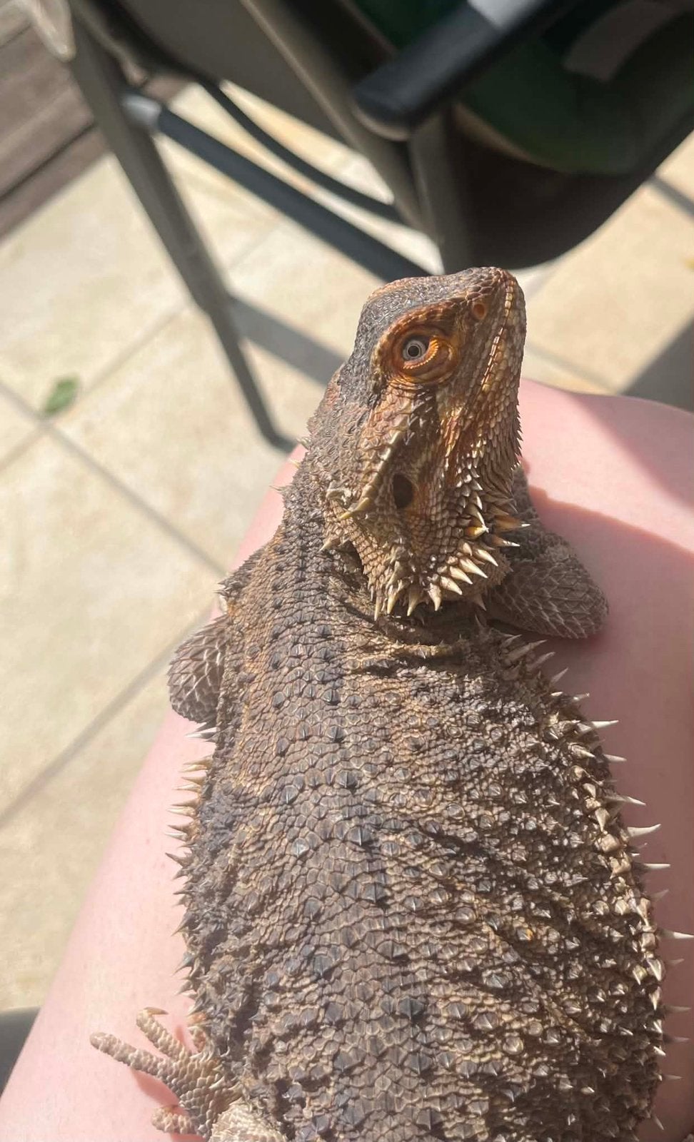 Baardagaam vrouwtje, Dieren en Toebehoren, Overige soorten, Met terrarium, 3 tot 6 jaar