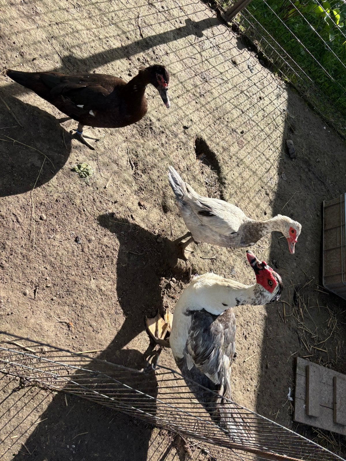 Trio barberies, Dieren en Toebehoren, Meerdere dieren, Eend